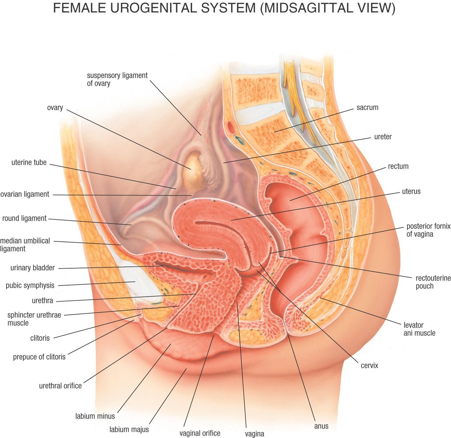 Why Urinary Leaks Can Worsen During Your Menstrual Cycle