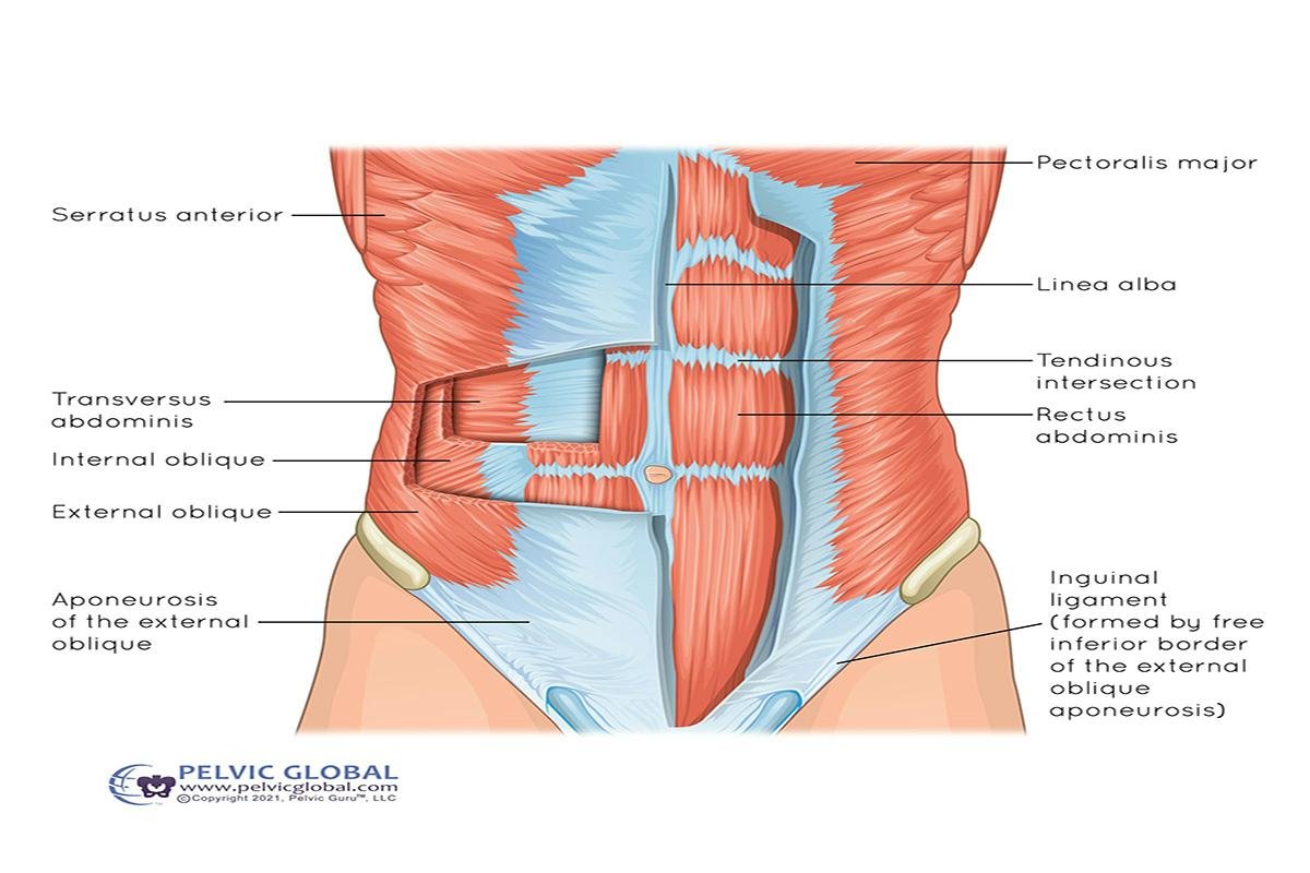 upper abdominals and underusing their lower abdominals.