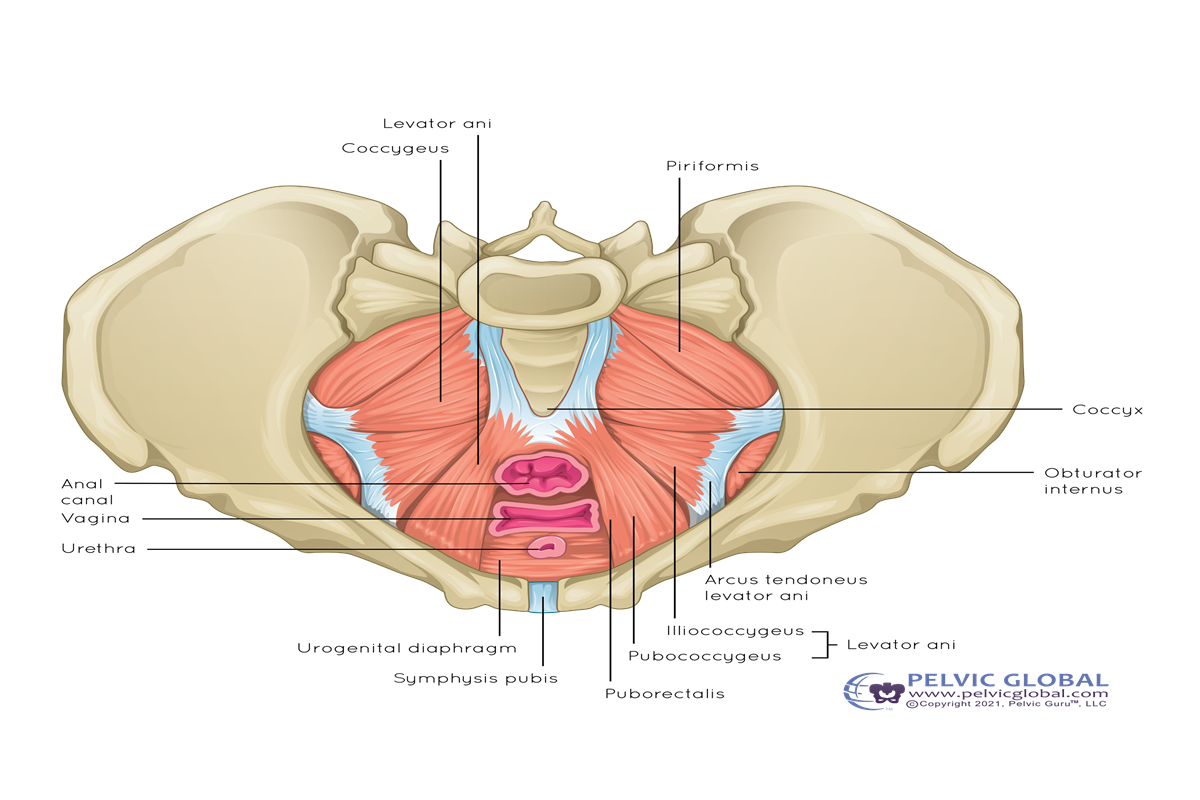 Pelvic Floor PT for Athletes Preventing Injury and Enhancing Performance